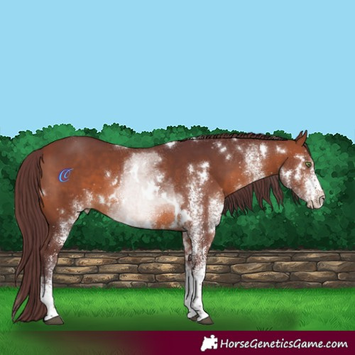 Horse Color:White Spotted Chocolate Brown 