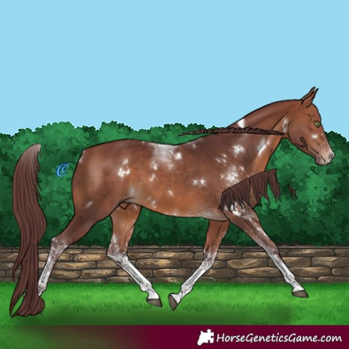 Horse Color:White Spotted Chocolate Brown 