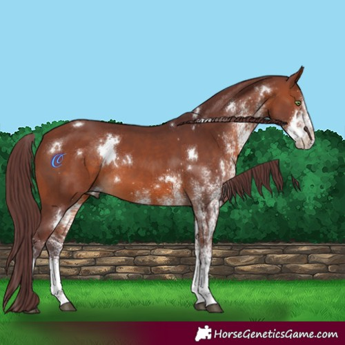 Horse Color:White Spotted Chocolate Brown 