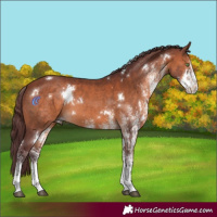Horse Color:White Spotted Chocolate Brown 