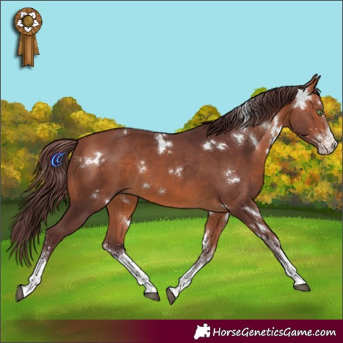 Horse Color:White Spotted Chocolate Bay 