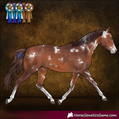 Horse Color:White Spotted Chocolate Bay 