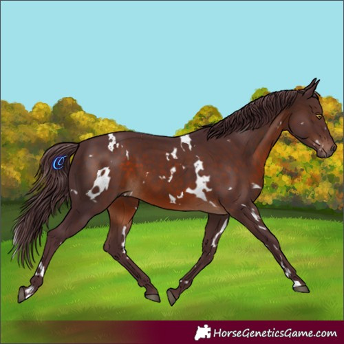 Horse Color:White Spotted Chocolate Brown 