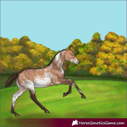 Horse Color:White Spotted Chocolate Bay Dun 