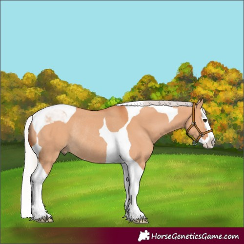 Horse Color:Silver Bay Dun Splash Tobiano Rabicano 