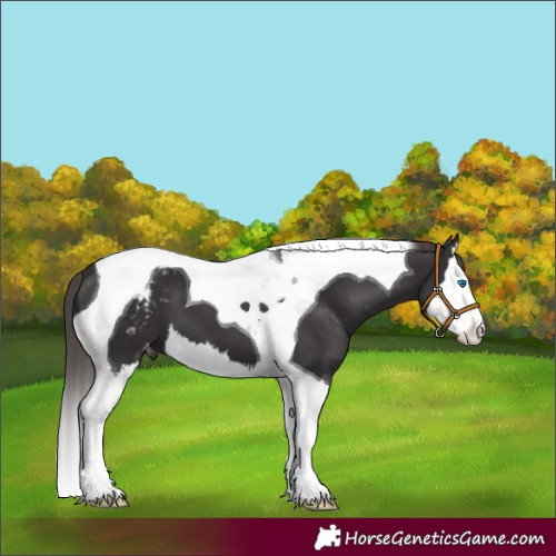 Horse Color:Smoky Black Splash Tobiano Appaloosa 