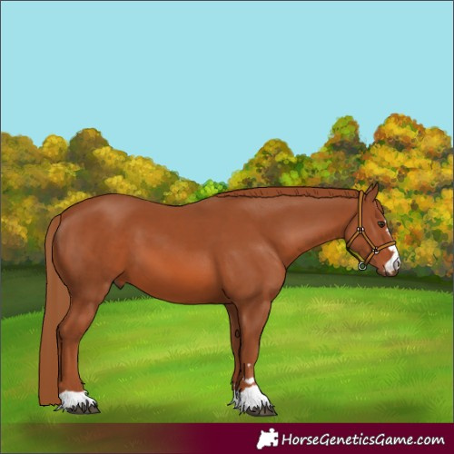 Horse Color:Chestnut 