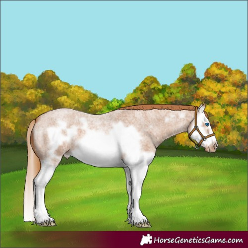 Horse Color:Red Roan Splash Frame Appaloosa 