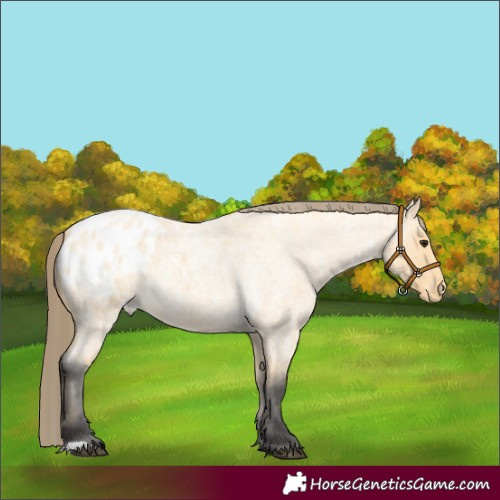 Horse Color:Buckskin Roan Blanket Rabicano 