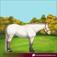 Horse Color:Buckskin Roan Appaloosa Rabicano 