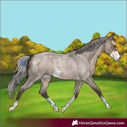 Horse Color:Silver Brown Roan Dun Sabino 