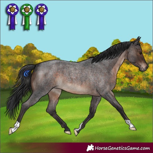 Horse Color:Brown Roan 