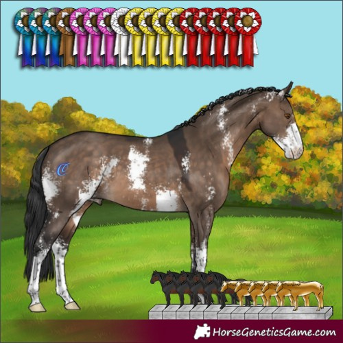 Horse Color:Brown Dun Sabino 
