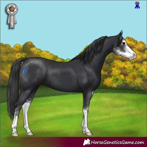 Horse Color:Black Sabino 