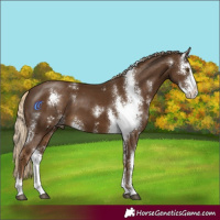 Horse Color:Chocolate Palomino Sabino 