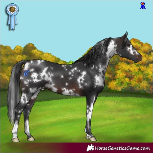 Horse Color:White Spotted Brown 