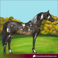 Horse Color:White Spotted Buckskin Rabicano 