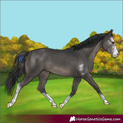 Horse Color:Black Sabino 