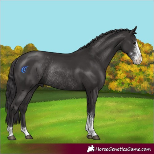 Horse Color:Smoky Black Sabino Rabicano 