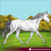 Horse Color:Smoky Black Sabino