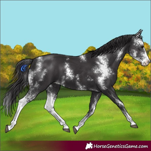 Horse Color:Smoky Black Sabino 