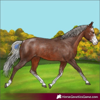 Horse Color:Silver Brown Sabino Appaloosa Rabicano 