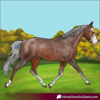 Horse Color:Silver Brown Sabino Varnish Rabicano