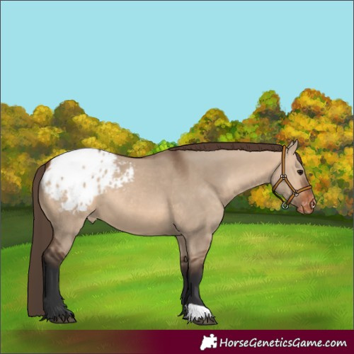 Horse Color:Bay Dun Appaloosa 