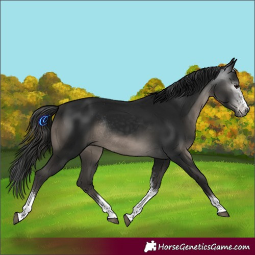 Horse Color:Gray Black Sabino Tobiano Rabicano