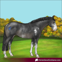 Horse Color:Black Sabino Rabicano