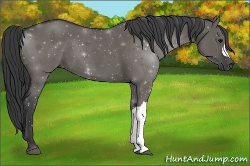 Horse Color:Grullo
