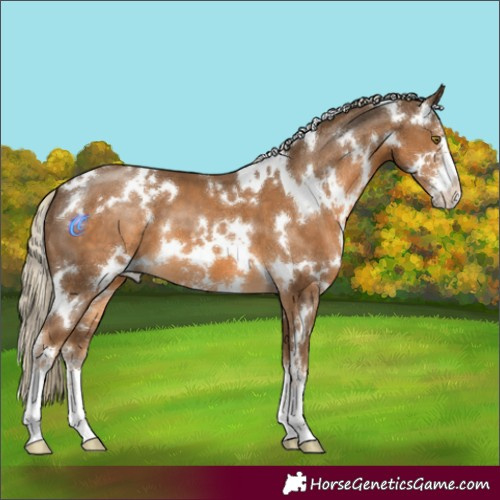 Horse Color:White Spotted Chocolate Palomino Sabino 