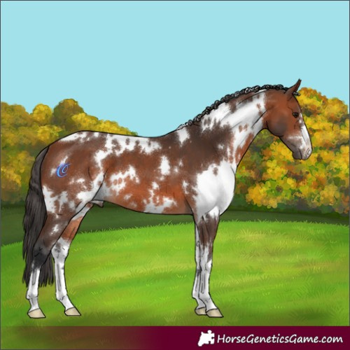 Horse Color:White Spotted Bay
