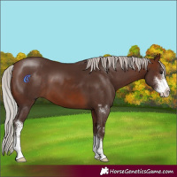 Horse Color:Silver Brown Sabino