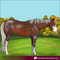 Horse Color:Silver Brown Sabino 