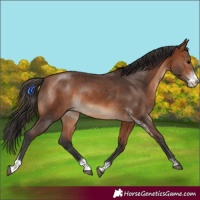 Horse Color:Bay Sabino 