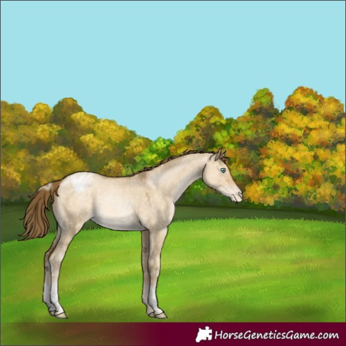 Horse Color:Buckskin Pearl Dun Mushroom Tobiano Snowflake Varnish 