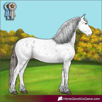 Horse Color:Liver Chestnut Sabino