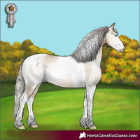 Horse Color:Gray Silver Buckskin Pearl Dun Sabino Tobiano 
