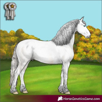 Horse Color:Gray Silver Buckskin Pearl Dun Sabino Tobiano 