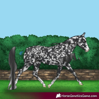 Horse Color:Black Snowflake Varnish 