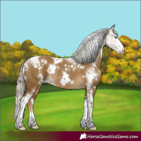 Horse Color:White Spotted Chocolate Palomino Dun Sabino Rabicano