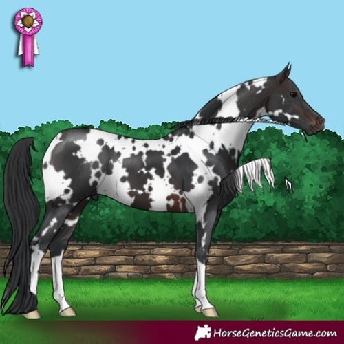 Horse Color:White Spotted Brown 