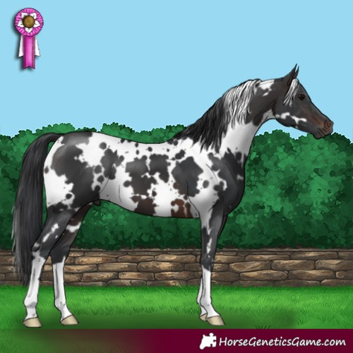 Horse Color:White Spotted Brown 