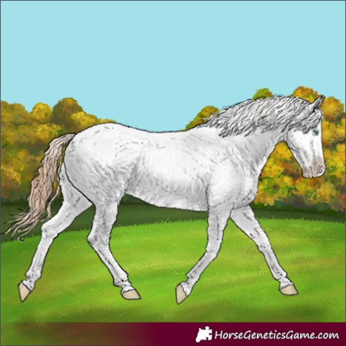 Horse Color:Smoky Black Pearl Sabino Appaloosa 