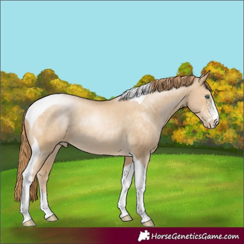 Horse Color:Buckskin Pearl Sabino Tobiano 