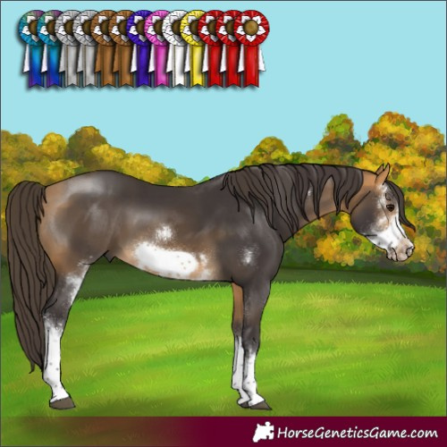 Horse Color:Buckskin Sabino Frame 
