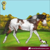 Horse Color:Brown Tobiano Frame 