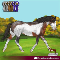 Horse Color:Brown Sabino Frame Varnish 