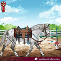 Horse Color:Gray Silver Black Sabino Near Leopard 